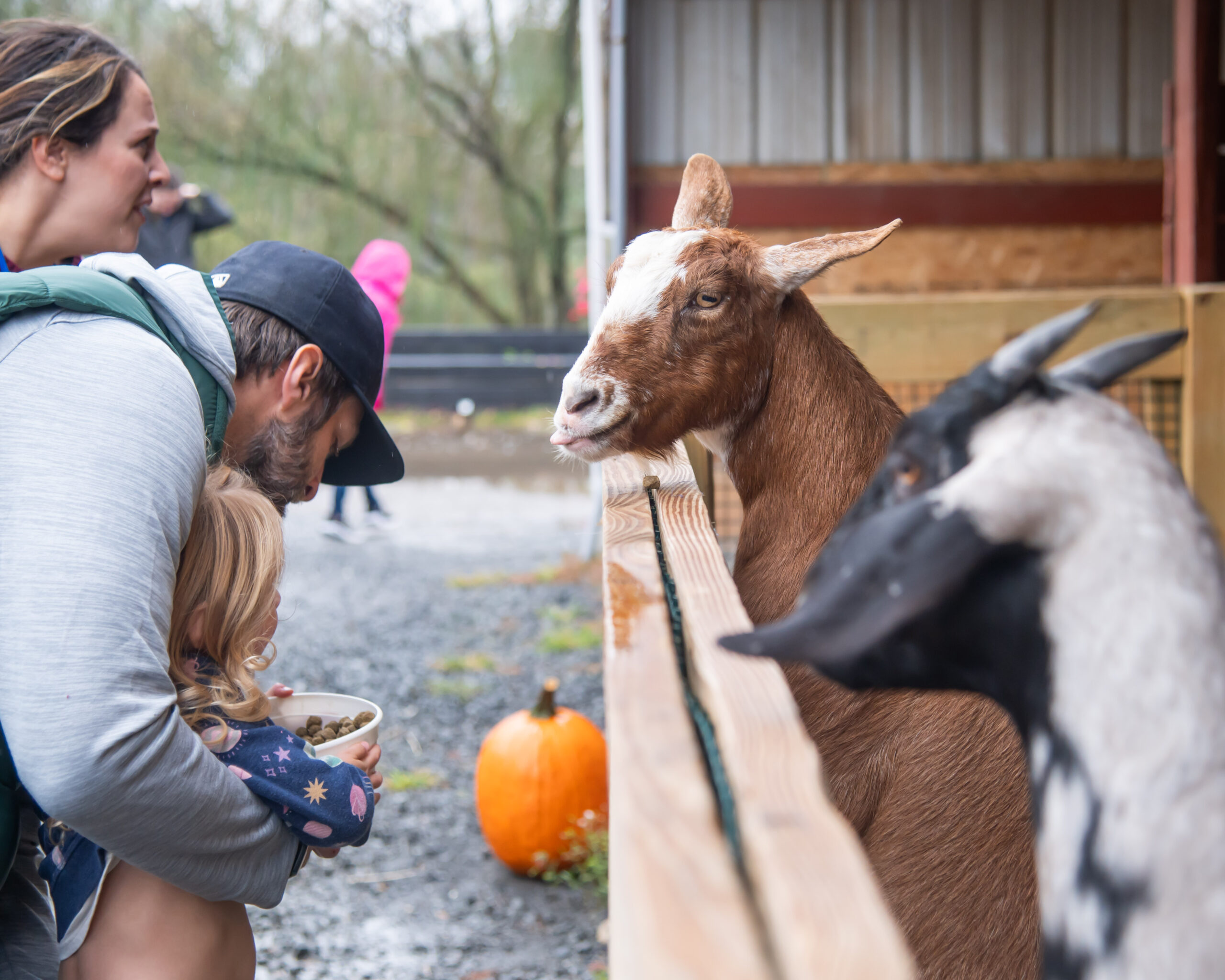 These goats were ready for some extra treats! Both children and adults had a blast handfeeding them. 